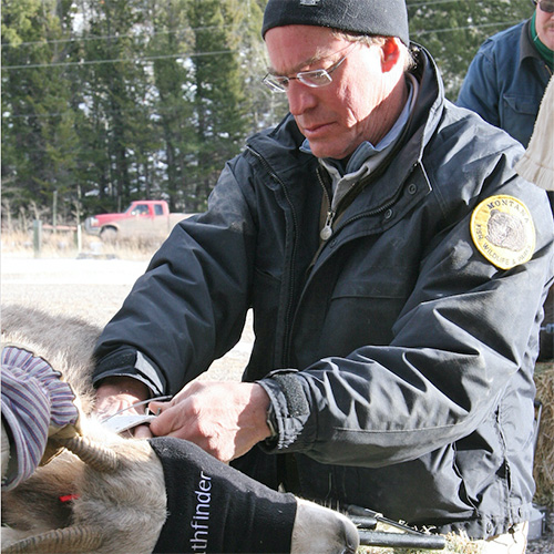 Kurt Alt assessing a captured bighorn sheep in Montana